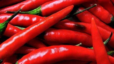 Solapur : सोलापूर बाजार समितीत लाल मिरचीच्या दरात घट ; आवक कमी तरी माल खराब असल्याचा परिणाम