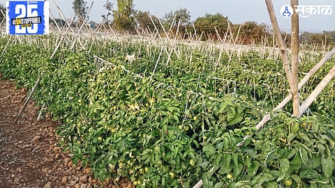 Tomato prices have fallen to just ₹10 per kilo, causing financial strain for farmers who are unable to cover the production costs. Farmers are calling for government support."