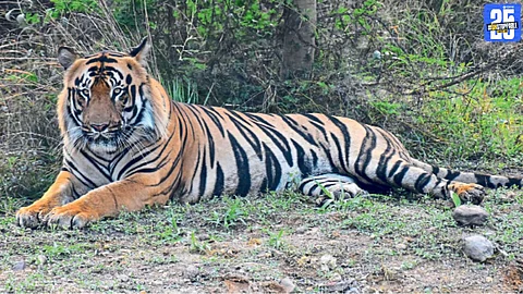 Wildlife In Rural Area