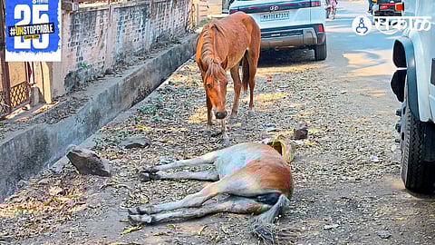 "After the tragic death of a donkey, a woman’s grief is worsened by a six-hour delay in municipal response."