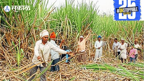 Farmers in Kadegaon face challenges as the sugarcane crushing season nears its end, with more than 1,500 hectares still left for harvesting."