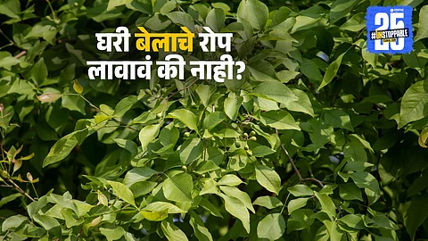 Bael tree Vastu