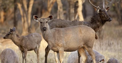 राजवाडीजवळ रानकुत्र्याच्या तावडीतून ग्रामस्थांनी सांबराच्या पिल्लाची केली सुटका; वन विभागाकडे केले सुपूर्द