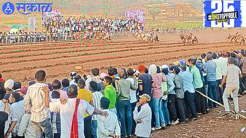 Bail Gadi races make a comeback in Maharashtra with the support of Fadnavis and a promise of full help from Bawankule."