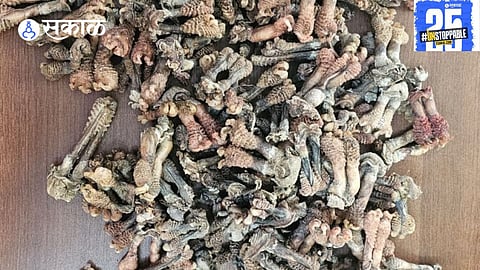 151 protected tortoise shells seized at Solapur Railway Station as part of a major wildlife trafficking bust. Three suspects arrested in the process.