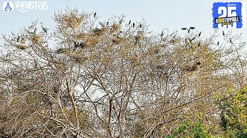 Ujani's Bhima-Kath region is thriving with migratory birds, hosting over 300 species, making it a crucial stopover for avian migration.