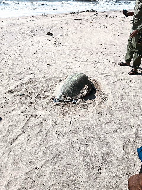 किहीमकिनारी घातली ‘ऑलिव्ह रिडले’ने अंडी