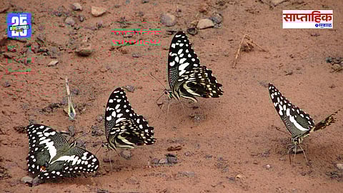 Butterfly Conservation