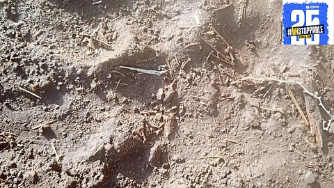 A tiger's recent attack on two cows in Koregaon Shivar highlights the growing concern and fear among local farmers, following three such incidents in just four days.
