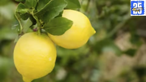 Lemon prices have risen sharply in the last 15 days as supply decreases, leading to a significant impact on consumers and markets alike.
