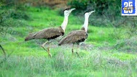 Eight Great Indian Bustards are set to re-enter Nannaj Grassland after three years, with 40 birds born through artificial breeding in Rajasthan, showcasing a successful conservation effort.