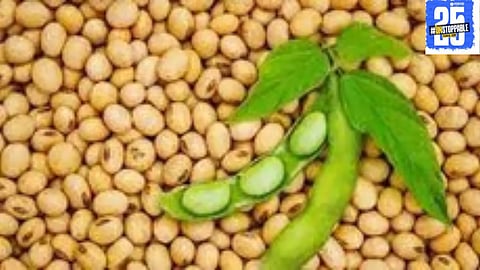 Kopargaon Soybean Center shuts down as market prices fall, leaving farmers in distress."