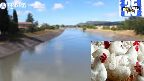 The discovery of 3,000 dead chickens in Neera Ujwa canal has shocked the public, raising serious concerns about animal cruelty and environmental hazards.