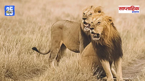 Roaring Lions