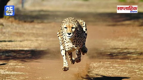 Wildlife Protection