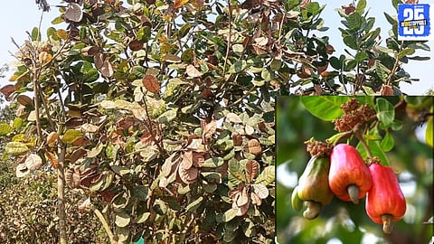 Konkan’s coconut industry, known as white gold, is facing a multitude of challenges affecting farmers and production. Environmental and market issues are taking a toll."