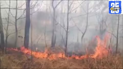The wildfires in Panchgani have caused significant damage to the once-green mountain ranges, leaving behind charred forests and devastated wildlife.