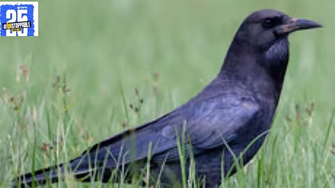 "Fear spreads among locals after a tiger was sighted near Yedshi Sanctuary. Forest authorities are investigating the situation."