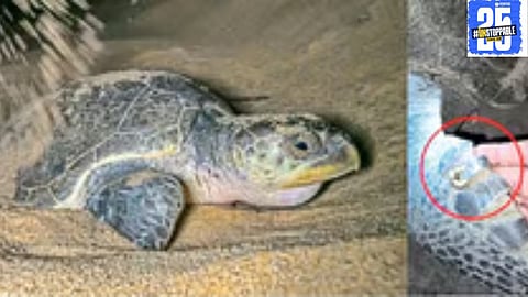 Odisha turtles make a historic visit to Guhagar, laying their eggs on India’s west coast for the first time."