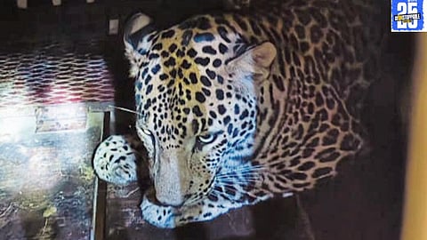 Leopard captured in Vadner, ending the tension for local villagers and ensuring their safety."
