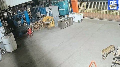 Leopards caused widespread destruction in a dairy lab in Charai, damaging equipment and attacking a goat in the nearby area.