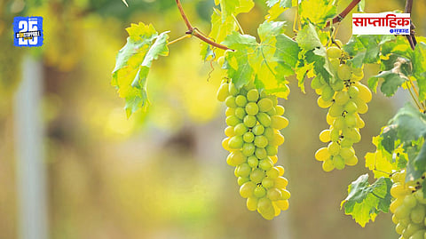 Innovative Farming Practices