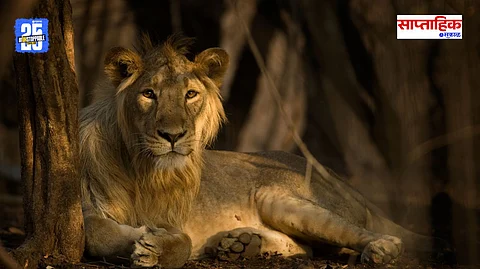 The Lion's Share