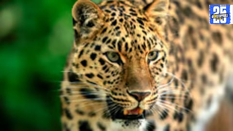 Leopard spotted near urban areas in Karhad and Patan as the population reaches 40.