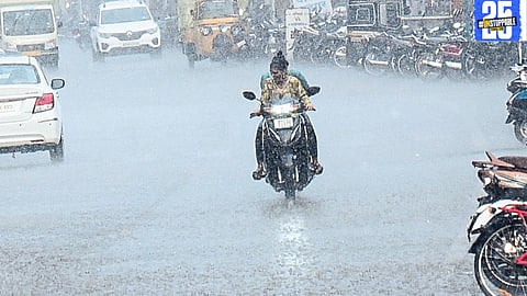Unseasonal rain in Shahuwadi and Gadhinglaj: Sugarcane flourishes while jowar crops face damage.