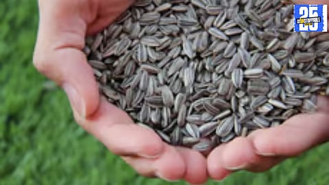 Ancient seeds and the Green Revolution's impact on agricultural success and sustainability.
