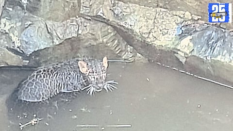 The leopard, exhausted from its ordeal, safely walks into the trap after being rescued from a well in Kalmavadi."
