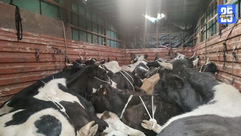 Cattle Transportation