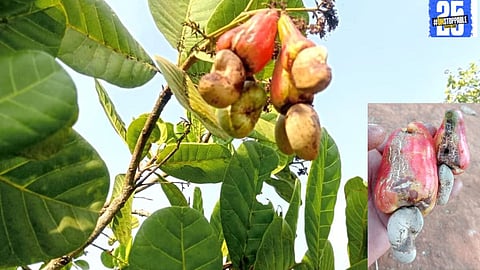 "Thrips infestation damages mango and cashew crops, with economic repercussions growing due to changing climate."