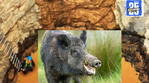 A wild boar cub tragically died after falling into a well in Shirshi, raising awareness about wildlife accidents and the need for safety measures.