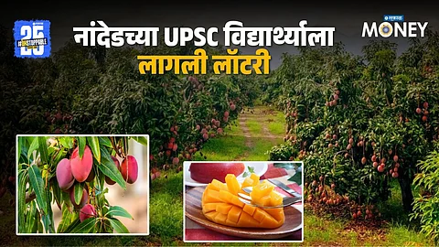 World's Costliest Miyazaki Mangoes In Bhosi Village