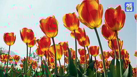 Srinagar Tulip Garden