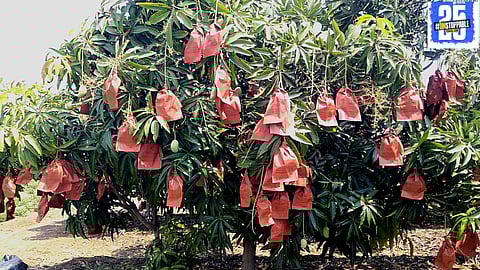 Farmers wrap mangoes in paper bags to protect them from sun damage and preserve their quality."