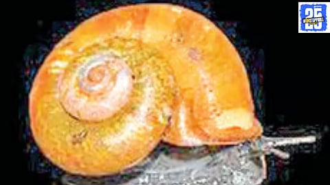 Thackeray Wildlife Foundation's team discovers and names a new snail species, Theobaldius Konkanensis, in Anasur.