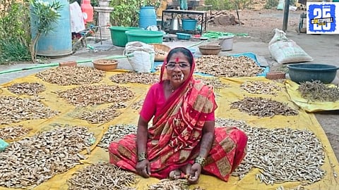Farmers preparing for the traditional seed sowing campaign with 23 varieties of gavran seeds, focusing on sustainable agriculture and crop diversity.