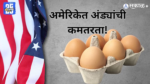 अमेरिकेत बर्ड फ्लूमुळे अंड्याचा मोठा तुटवडा निर्माण झालाय