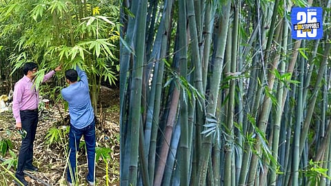 Bamboo Farming