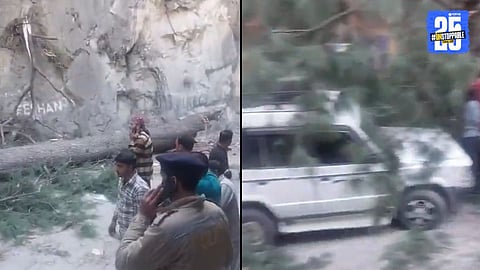 झाड गाड्यांवर कोसळून ६ जणांचा मृत्यू, ३ पर्यटकांचा समावेश; अनेकजण जखमी