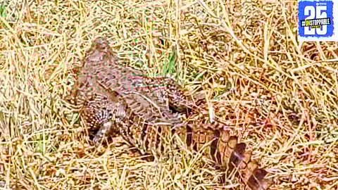 "Forest department releases crocodile found near Saghav-Natoli road back into its natural habitat."