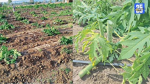 Farmer Loss