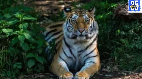 The Forest Department has set up cameras in various locations across Dharashiv district to track the missing tiger, ensuring the animal’s safe return.