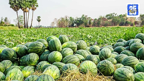Watermelon Cultivation