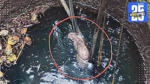 Rahuri : राहुरीत बिबट्या पडला विहिरीत, रात्रभर पाण्यात पोहून दमला; पाईपच्या आधाराने जीव वाचविला