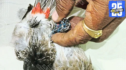 Two Bulbul birds trapped in kite string rescued by the Mane family; one suffered a wing injury. A reminder of the hidden dangers of kite flying.