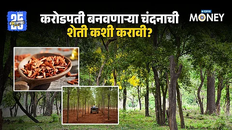 Sandalwood Farming