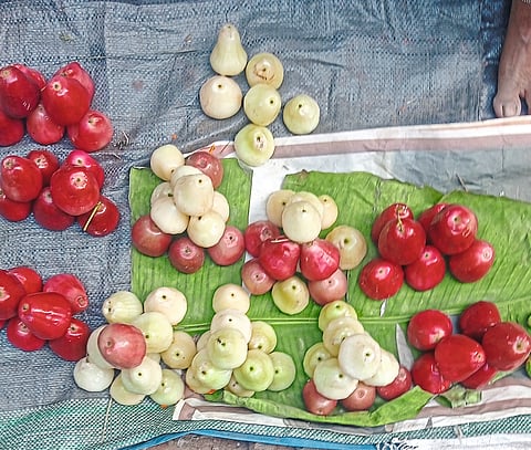 उन्हाळ्यात आदिवासी बांधवांना जामचा आधार